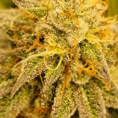 Pineapple Express growlog timeline photo