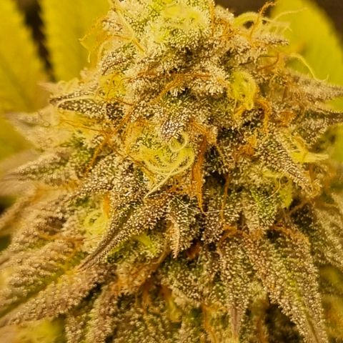 Pineapple Express growlog timeline photo
