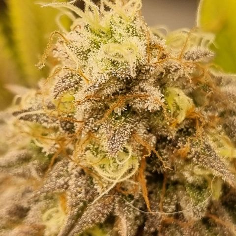 Pineapple Express growlog timeline photo