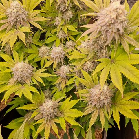 Pineapple Express growlog timeline photo