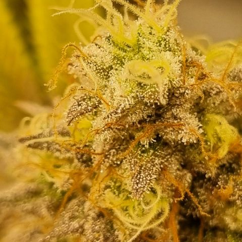 Pineapple Express growlog timeline photo