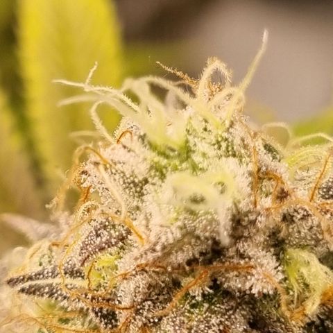 Pineapple Express growlog timeline photo