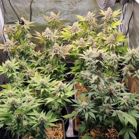 Pineapple Express growlog timeline photo
