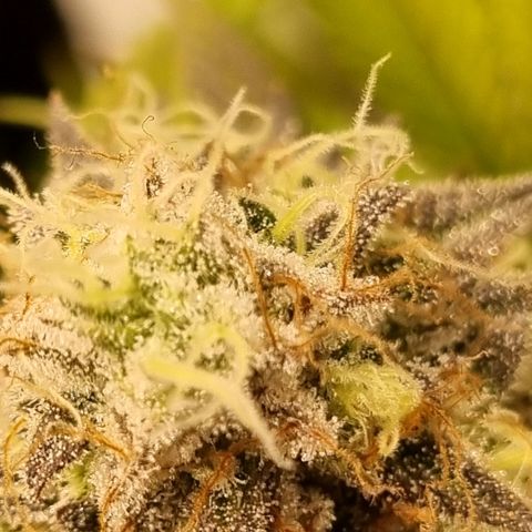 Pineapple Express growlog timeline photo