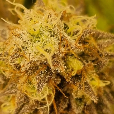 Pineapple Express growlog timeline photo