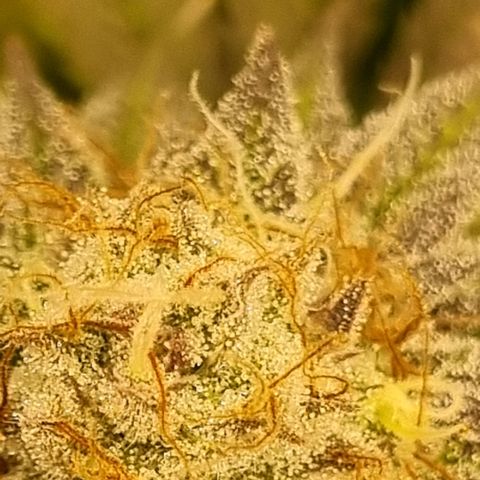 Pineapple Express growlog timeline photo