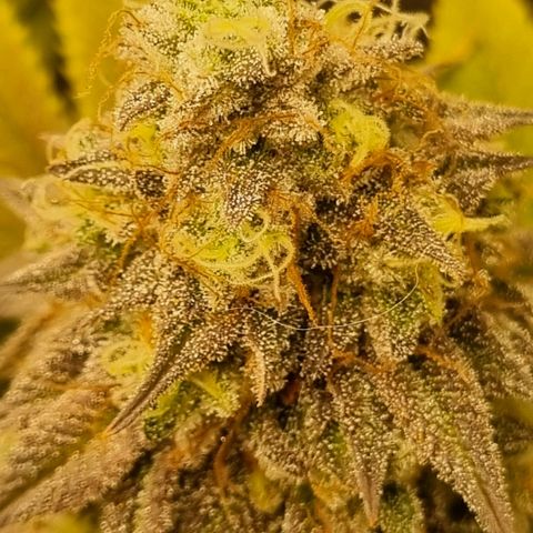 Pineapple Express growlog timeline photo