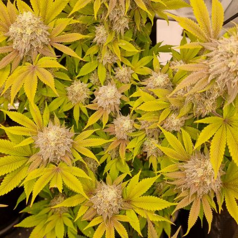 Pineapple Express growlog timeline photo