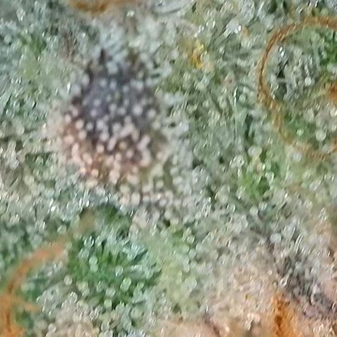 Pineapple Express growlog photo: Zur Trocknung in Dry Ferm Bag bei ca. 20°C und 50% Luftfeuchtigkeit 