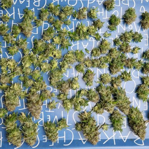 Pineapple Express growlog photo: Zur Trocknung in Dry Ferm Bag bei ca. 20°C und 50% Luftfeuchtigkeit 