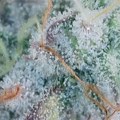 Pineapple Express growlog photo: Zur Trocknung in Dry Ferm Bag bei ca. 20°C und 50% Luftfeuchtigkeit 