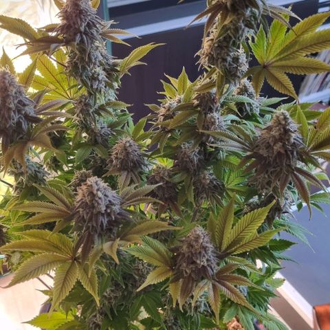 Pineapple Express growlog photo: Zur Trocknung in Dry Ferm Bag bei ca. 20°C und 50% Luftfeuchtigkeit 
