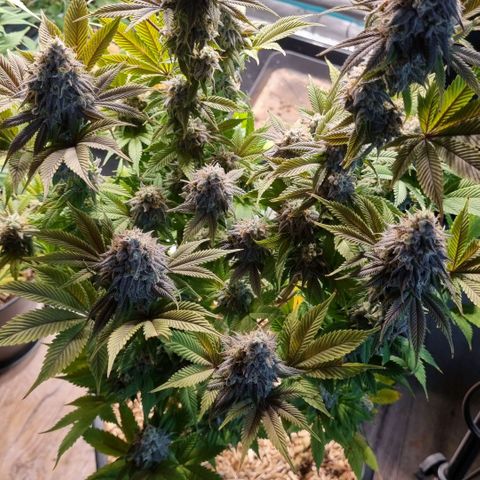 Pineapple Express growlog photo: Zur Trocknung in Dry Ferm Bag bei ca. 20°C und 50% Luftfeuchtigkeit 