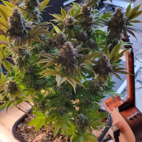 Pineapple Express growlog photo: Zur Trocknung in Dry Ferm Bag bei ca. 20°C und 50% Luftfeuchtigkeit 