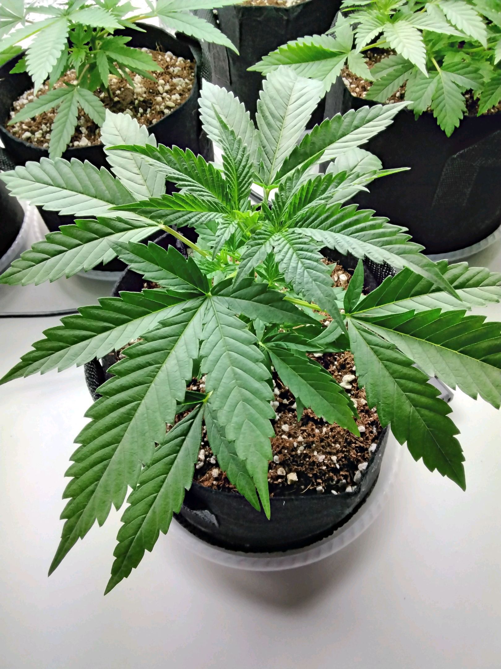 Warhead #1 - Norma growlog header