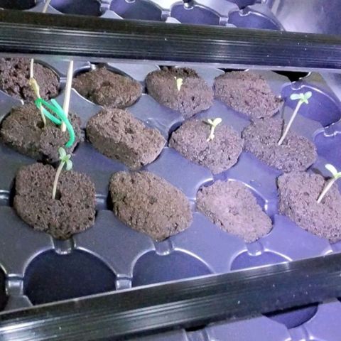 Warhead #1 - Norma growlog photo