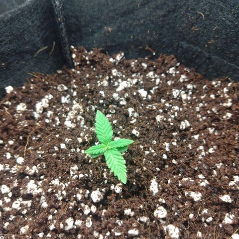 Warhead #1 - Norma growlog photo