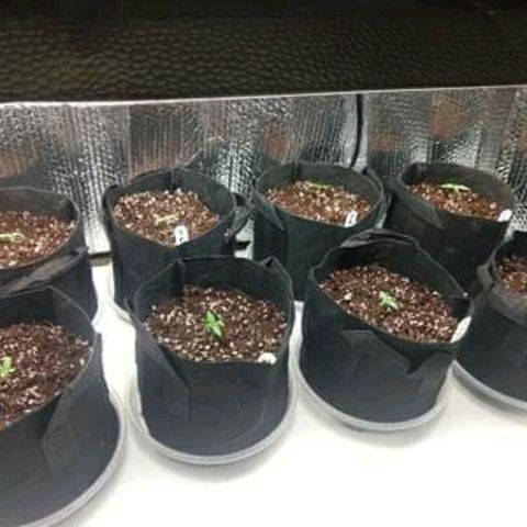 Warhead #1 - Norma growlog photo