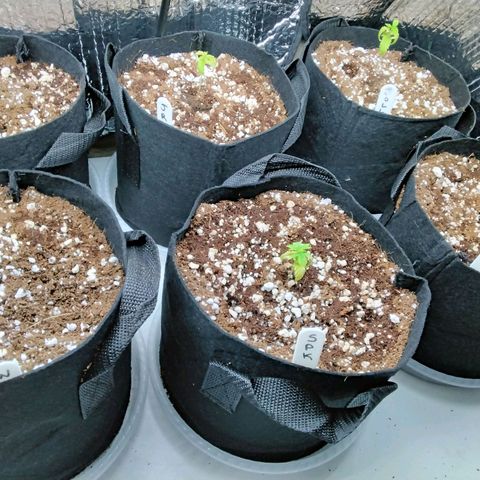 Warhead #1 - Norma growlog photo