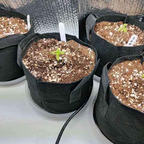 Warhead #1 - Norma growlog photo