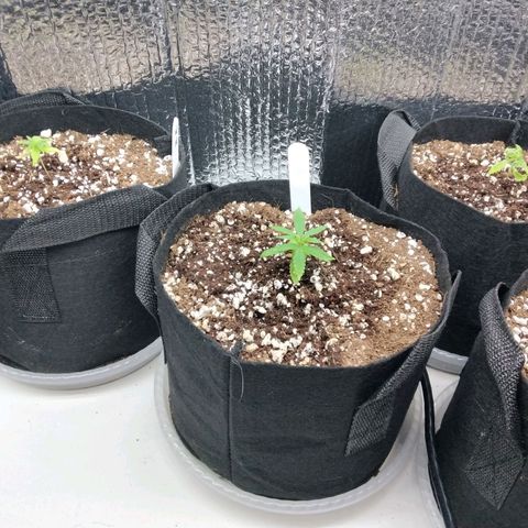 Warhead #1 - Norma growlog photo: Some are getting better after adding nutrients