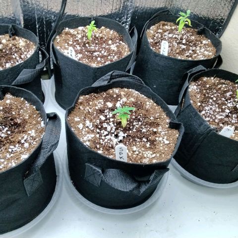 Warhead #1 - Norma growlog photo: Some are getting better after adding nutrients