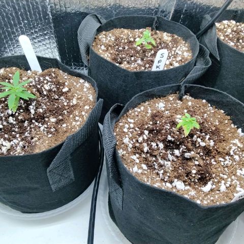 Warhead #1 - Norma growlog photo: Some are getting better after adding nutrients