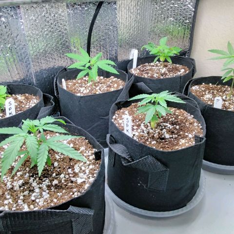 Warhead #1 - Norma growlog timeline photo