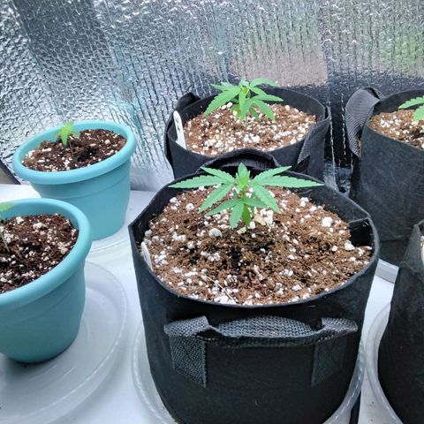 Warhead #1 - Norma growlog timeline photo