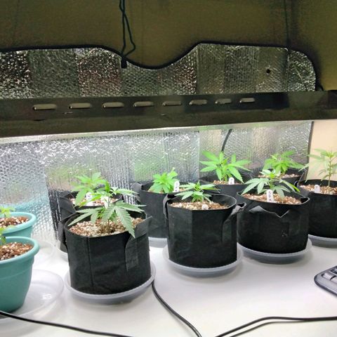 Warhead #1 - Norma growlog timeline photo