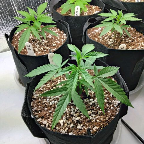 Warhead #1 - Norma growlog timeline photo