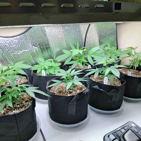 Warhead #1 - Norma growlog photo: Dropped light on plants while trying to raise it