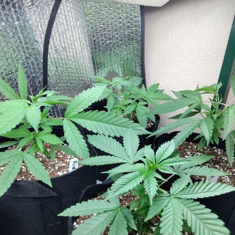 Warhead #1 - Norma growlog photo: Dropped light on plants while trying to raise it