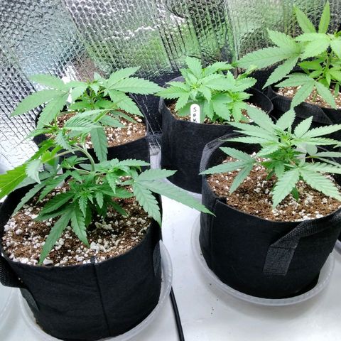 Warhead #1 - Norma growlog photo: Dropped light on plants while trying to raise it