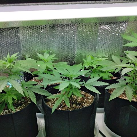 Warhead #1 - Norma growlog timeline photo