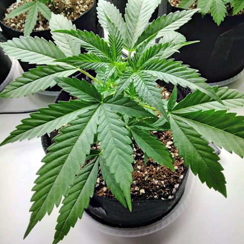 Warhead #1 - Norma growlog timeline photo
