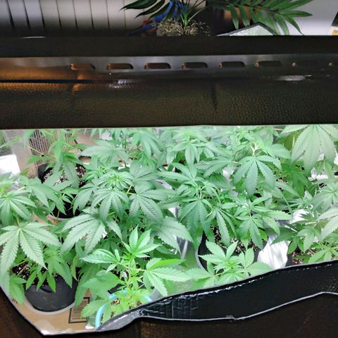 Warhead #1 - Norma growlog timeline photo