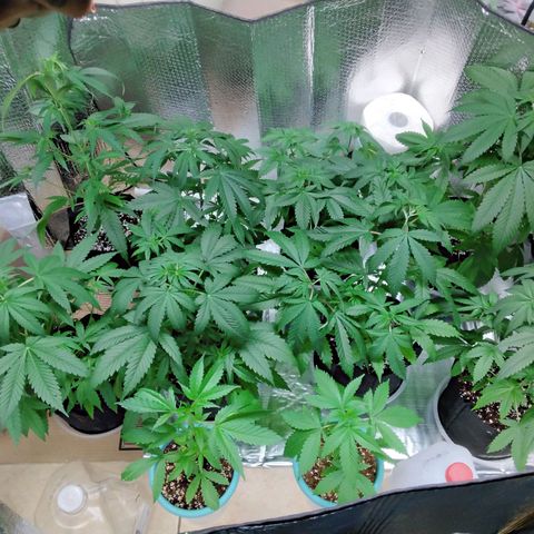 Warhead #1 - Norma growlog timeline photo