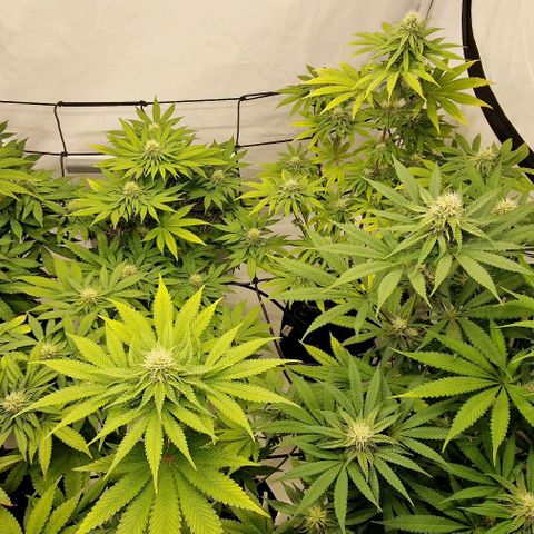 Apple Fritter  growlog timeline photo
