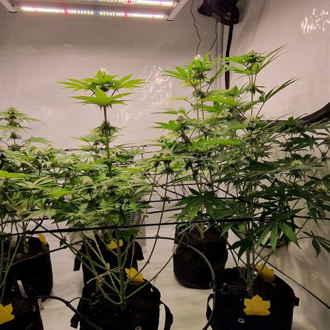Apple Fritter  growlog timeline photo