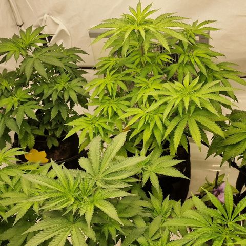 Apple Fritter  growlog timeline photo