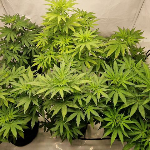 Apple Fritter  growlog timeline photo