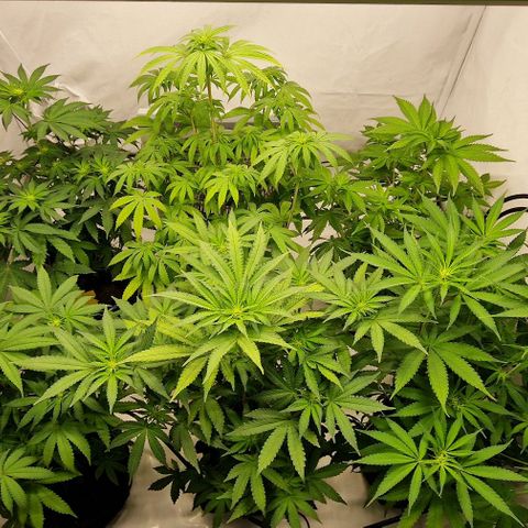Apple Fritter  growlog timeline photo