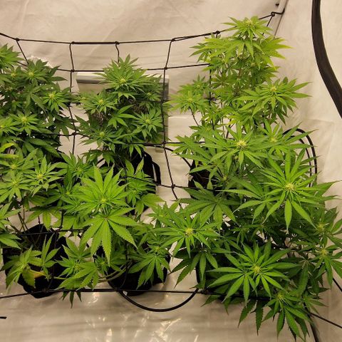 Apple Fritter  growlog timeline photo