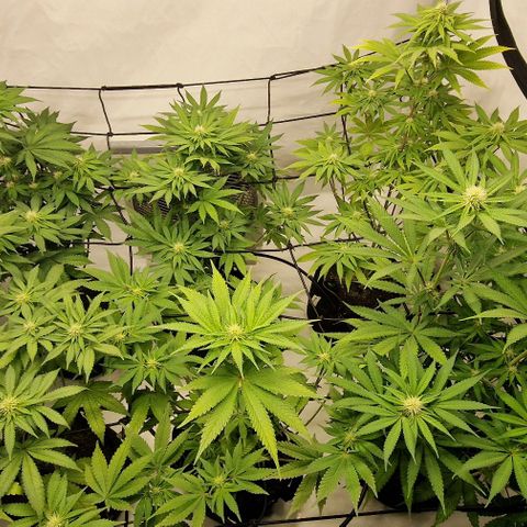 Apple Fritter  growlog timeline photo