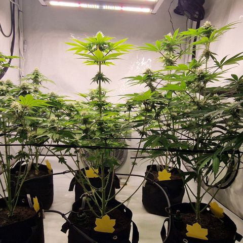 Apple Fritter  growlog timeline photo