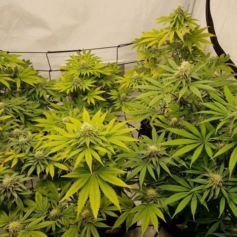 Apple Fritter  growlog timeline photo