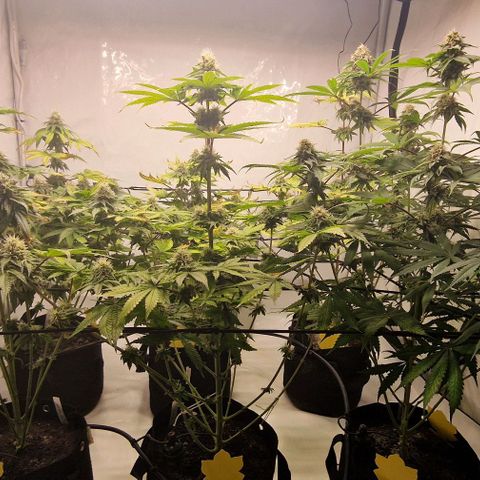 Apple Fritter  growlog timeline photo