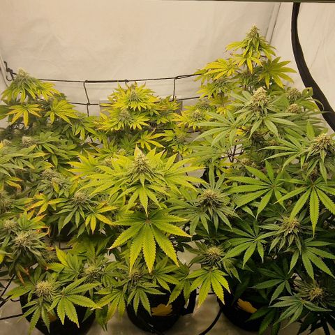 Apple Fritter  growlog timeline photo