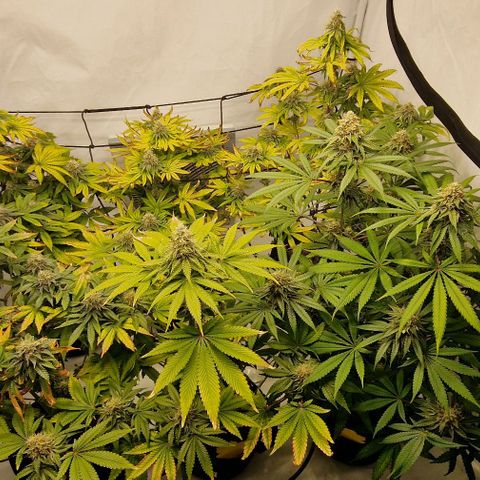 Apple Fritter  growlog timeline photo